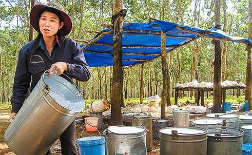 Nam Giang: Đưa vào khai thác 500 ha cao su