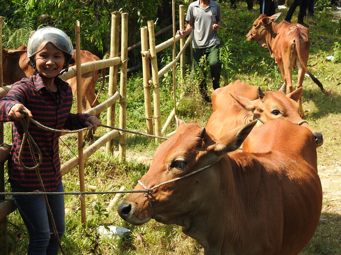 Trao tặng 10 con bò giống cho nhân dân xã Chơ Chun
